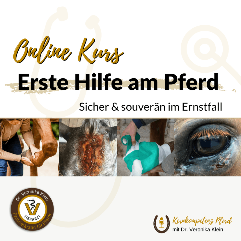Erste Hilfe Kurs