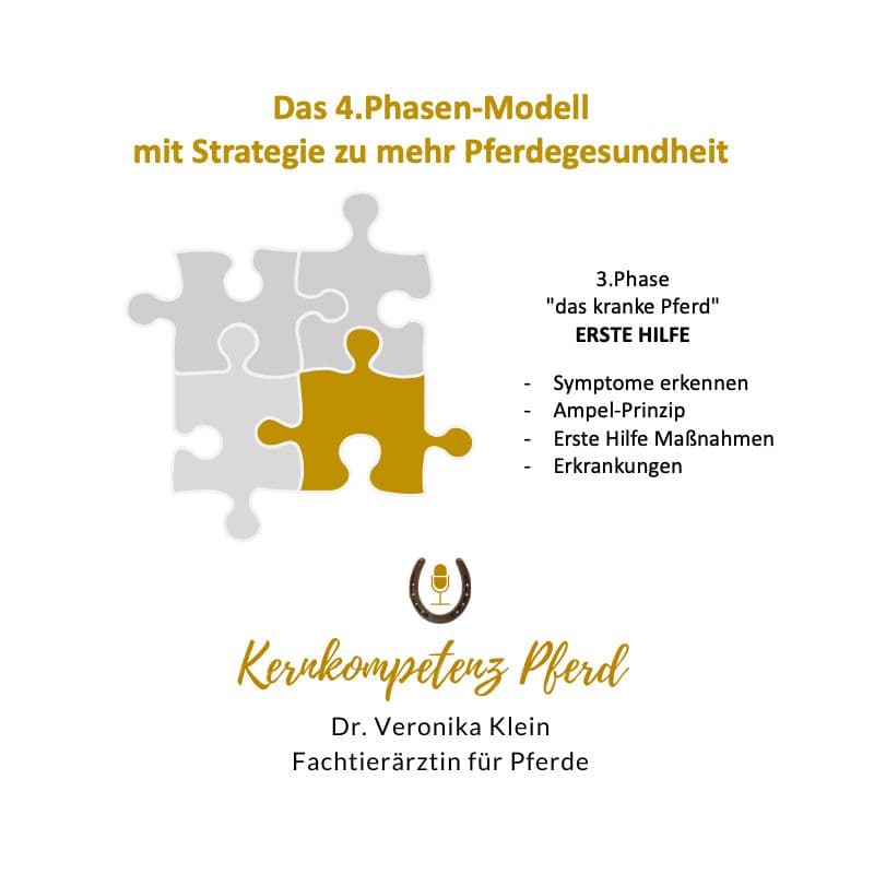 Phase 3: Krankheit und Notfälle