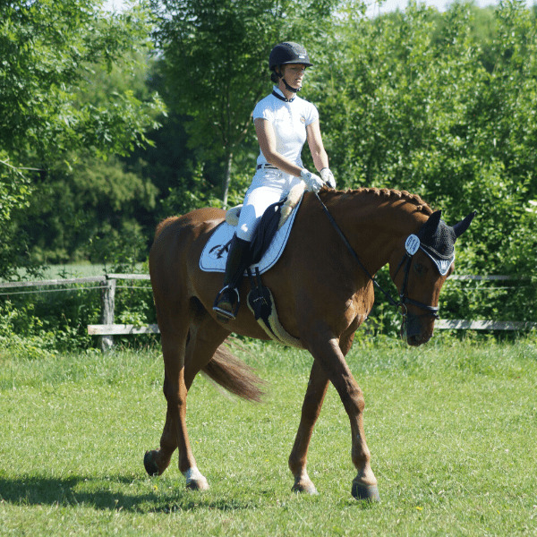 Reiten-pferd-dressur
