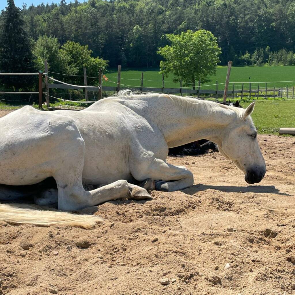 Weißes Pferd liegt entspannt im Sand auf einer sonnigen Koppel, umgeben von grünem Gras und einem Holzzaun, mit Wald im Hintergrund.