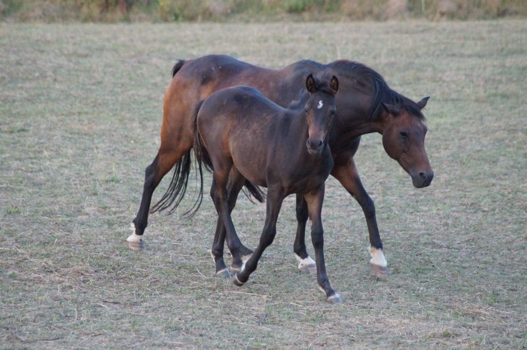 Stute-und-fohlen