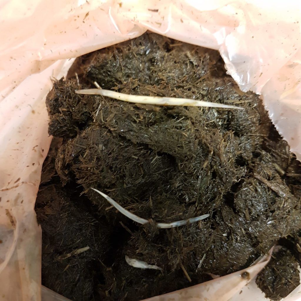 Entwurmen-Pferd-Pferdeäpfel-Würmer