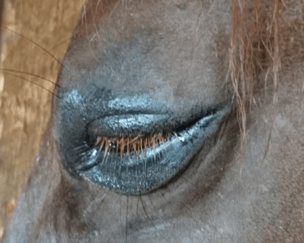 stark geschwollenes Pferdeauge