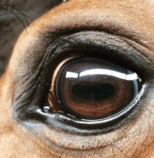 Gesundes Pferdeauge