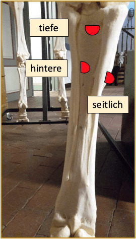 Überbeine beim Pferd