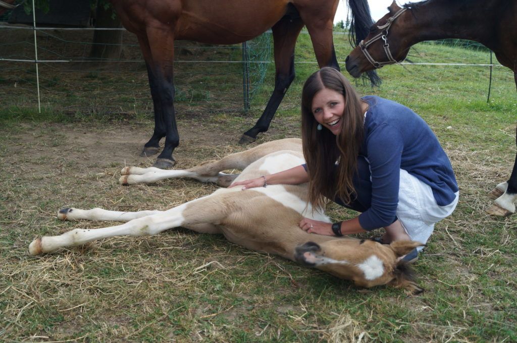 Fohlen-Wiese-liegen_Tierartz-Kernkompetenz-Pferd