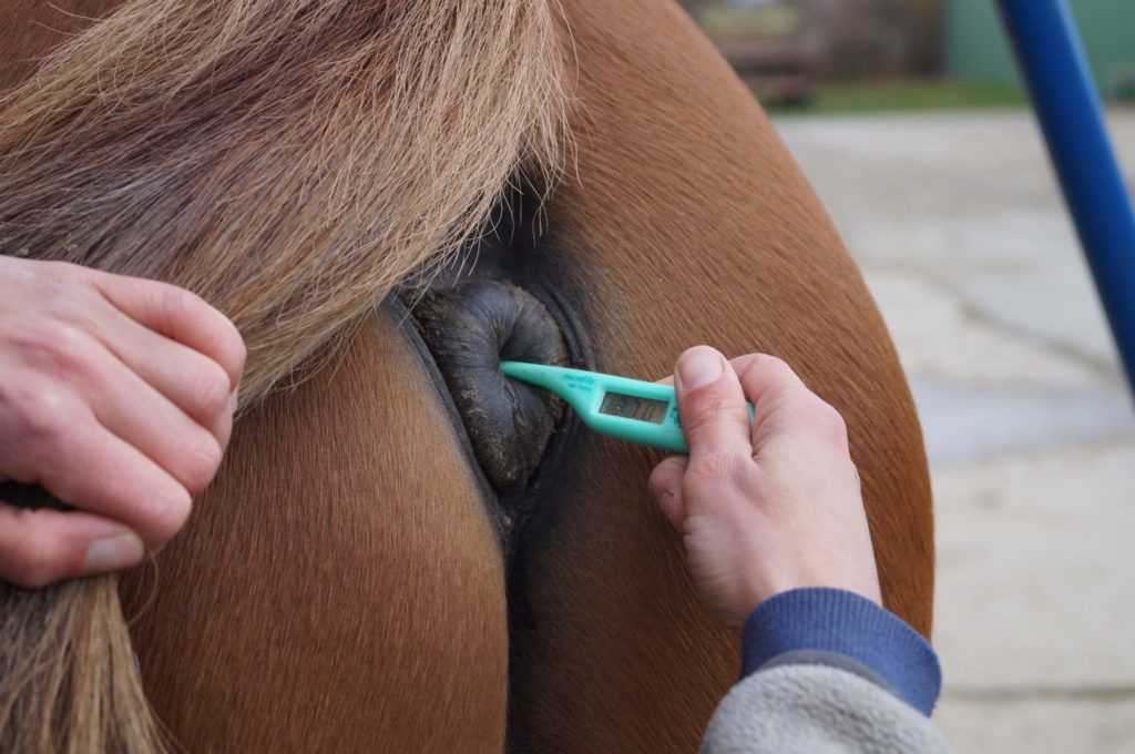 Fiebermessen-Pferd