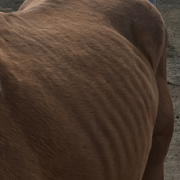 Ernährungszustand-altes-Pferd