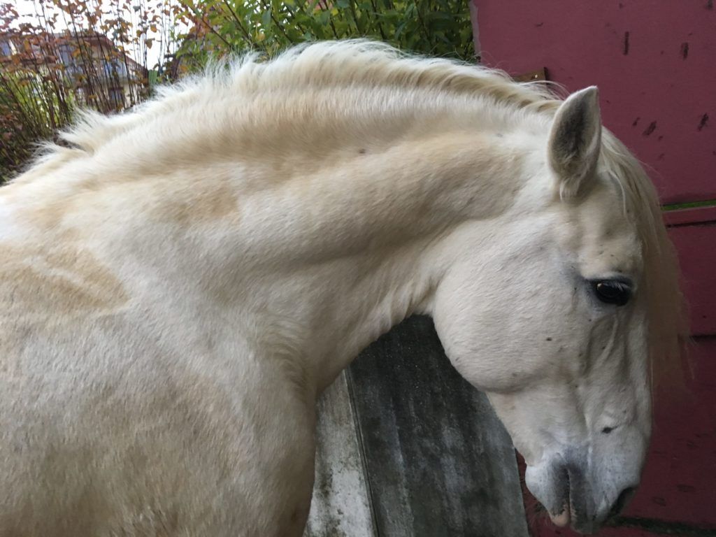 Übergewicht-Pferd- Fettkamm-Hals