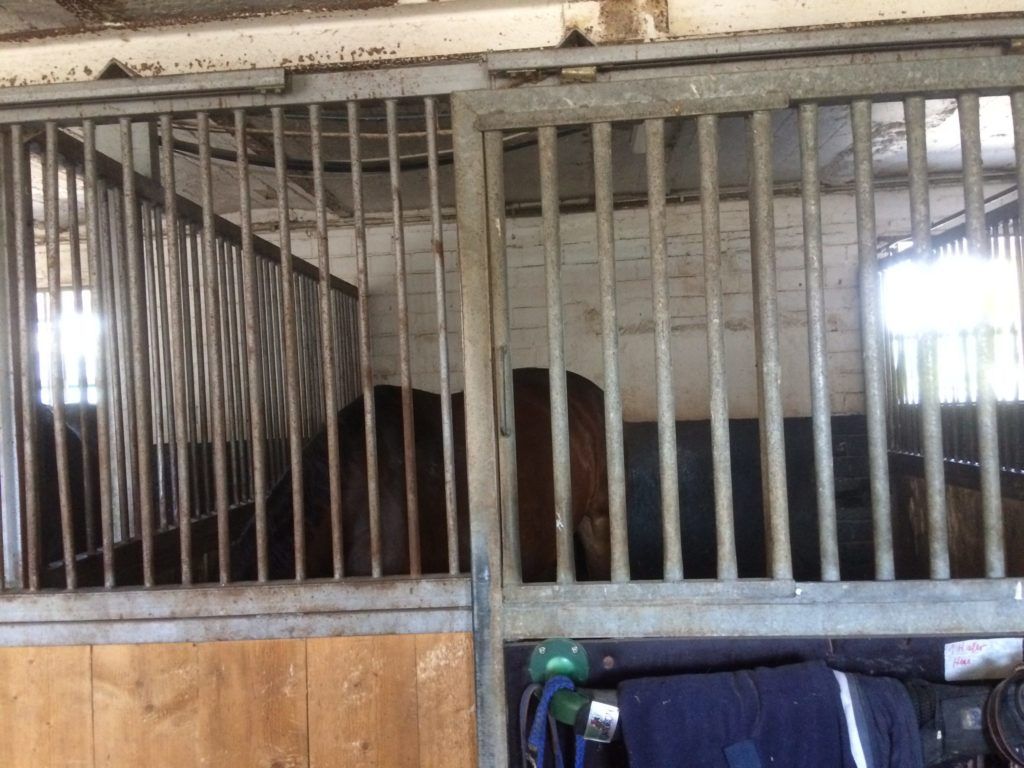 Perdebox-Boxenhaltung