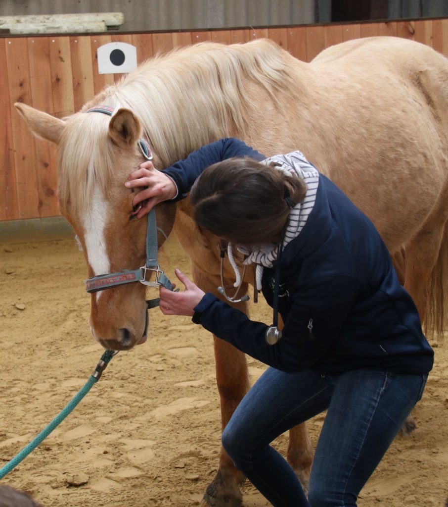 Augenuntersuchung Pferd