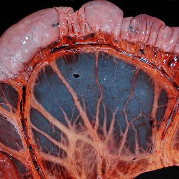 Veterinär-Pathologie Leipzig — Dünndarm Pferd