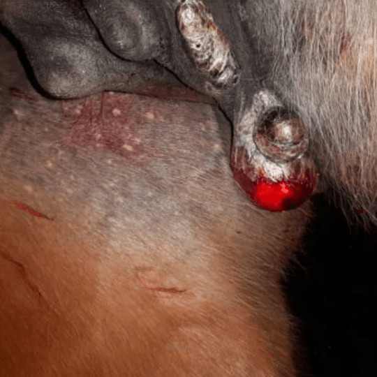 Equines Sarkoid
