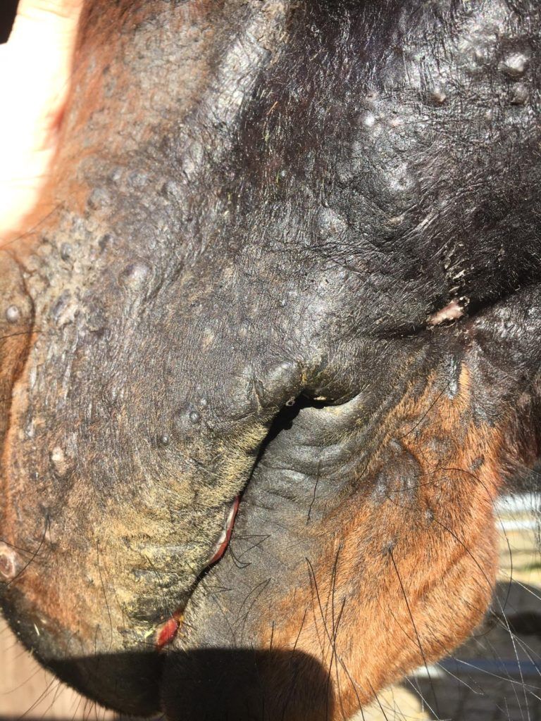 Equines Sarkoid