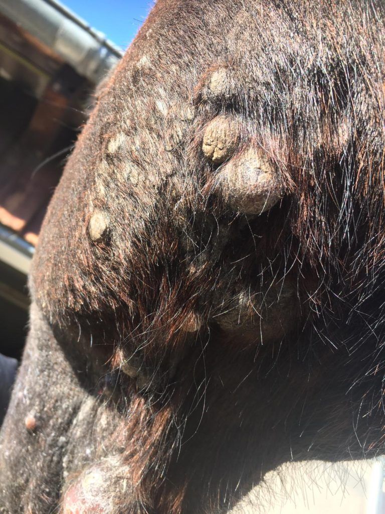 Equines Sarkoid