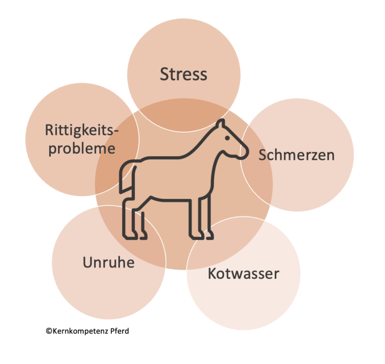 Stress beim Pferd Training