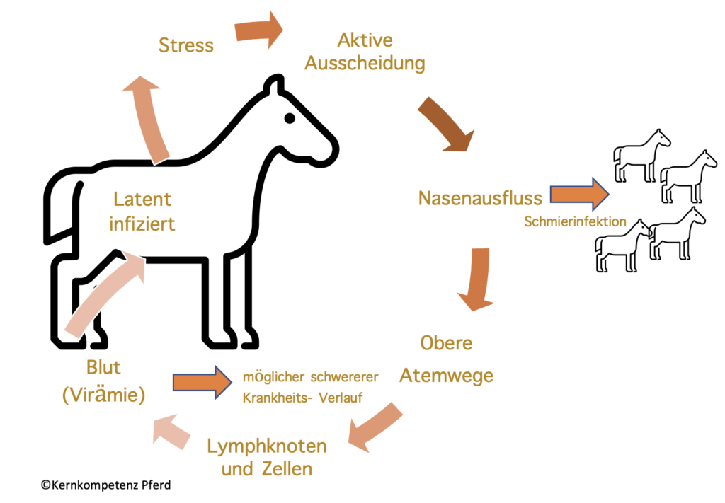 Krankheitsverlauf Herpes Pferd