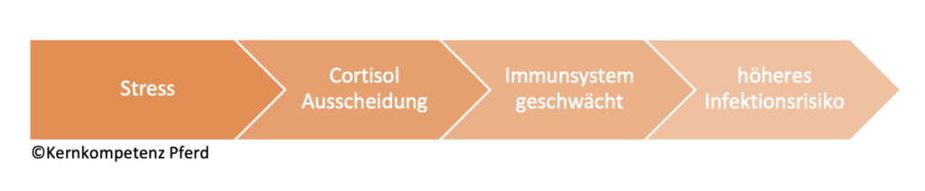 Herpes bei Pferden