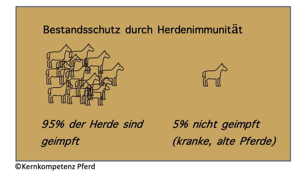 Bestandsschutz Herpesimpfung Pferd