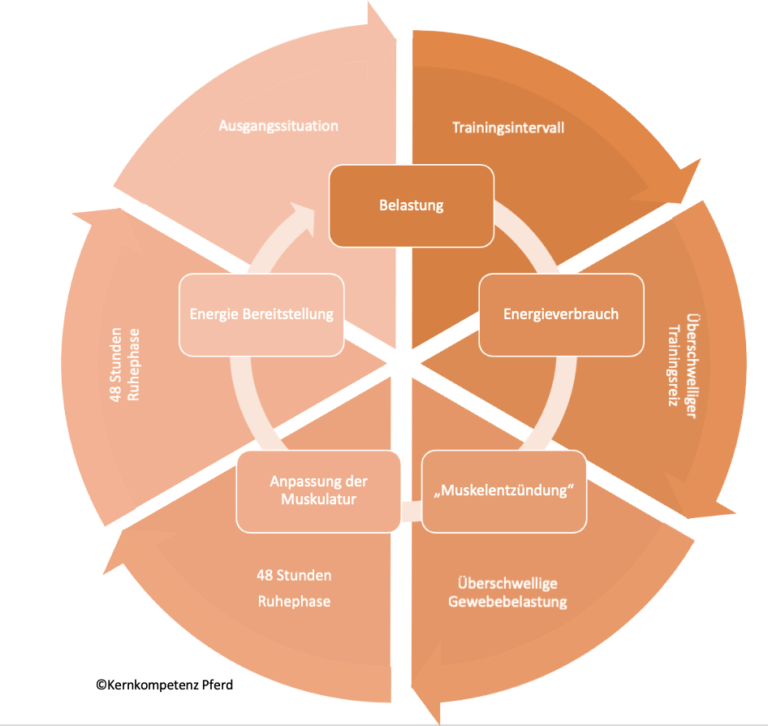 Körperliche Anzeichen bei Übertraining des Pferdes