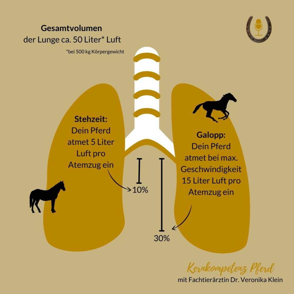 Pferdehusten- Wie viele Liter Atmet dein Pferd beim stehen vs galoppieren
