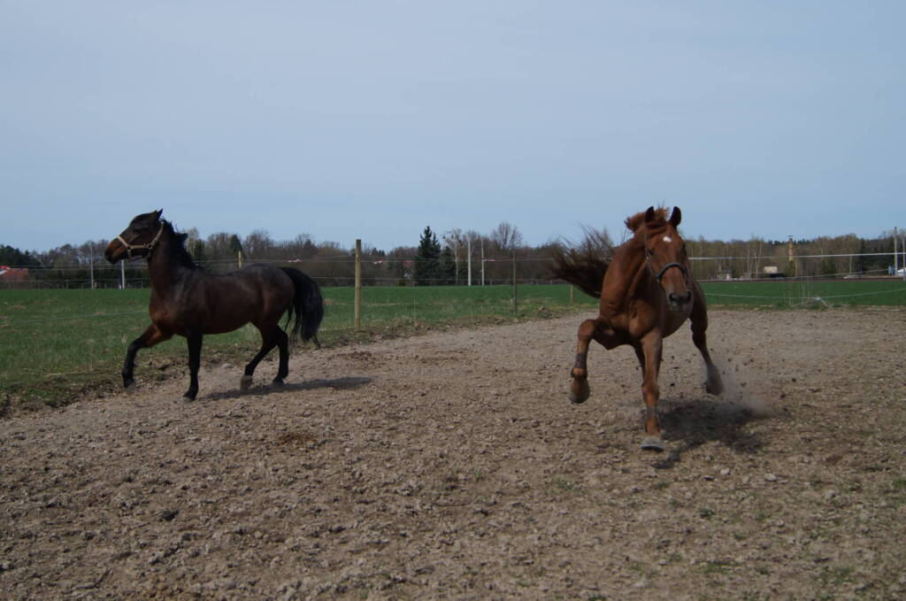 Paddock-Trail_Bewegungsmangel_Pferd