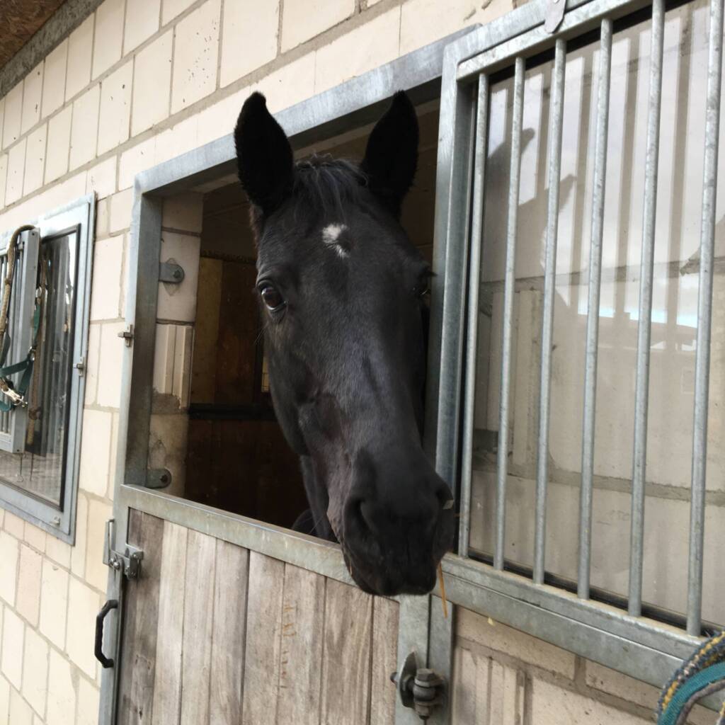 Pferdehaltung_Pferdebewegung_Pferdebox