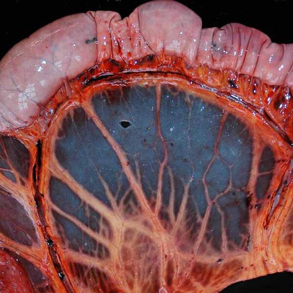 Stück Darm von einem Pferd