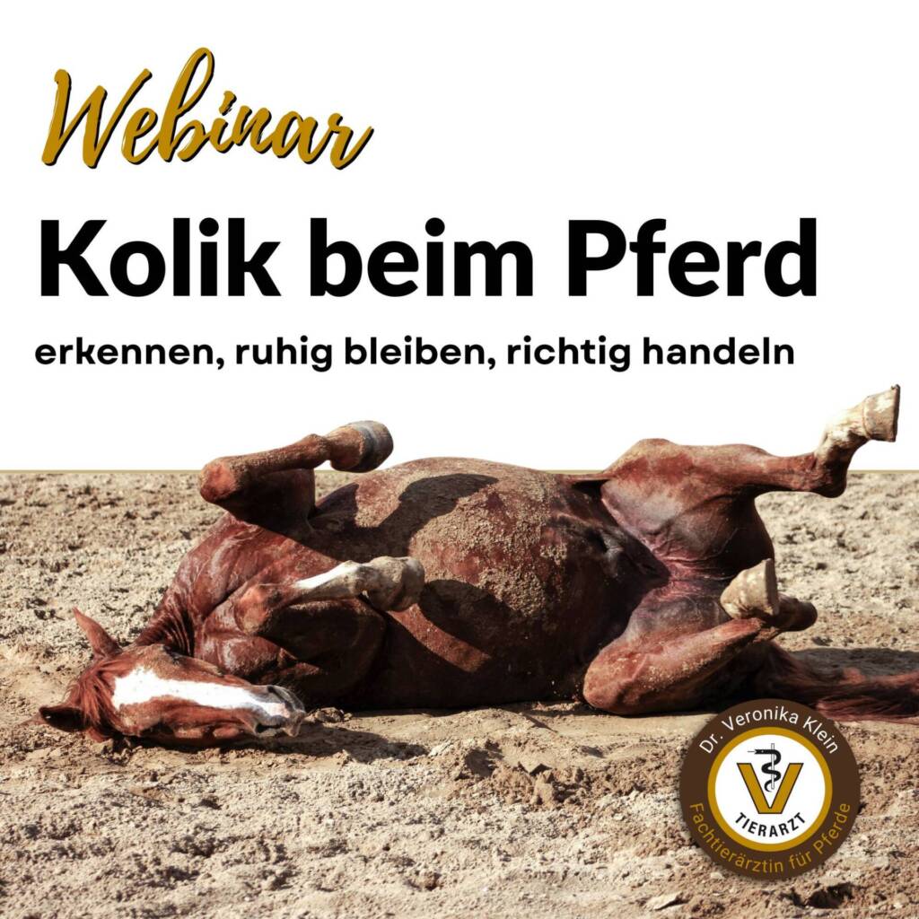 Webinar - Kolik beim Pferd