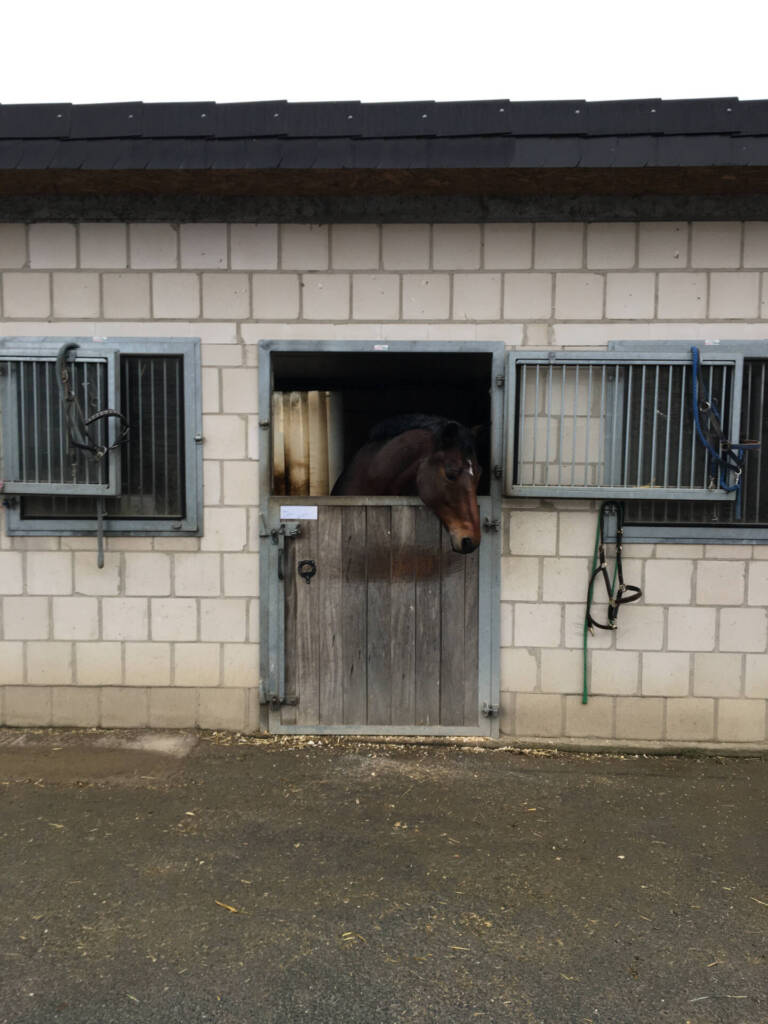 Einzelhaltung_Pferd_Boxenhaltung