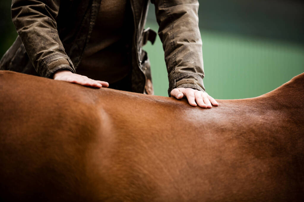 Guter Pferdetherapeut
